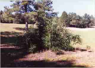 Bamboo - Pseudosasa japonica  Arrow Bamboo Second year growth photo