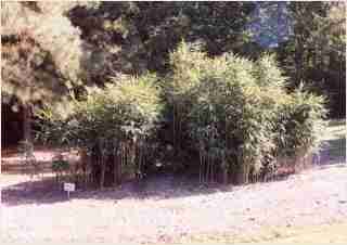 Bamboo - Pseudosasa japonica  Arrow Bamboo Third year growth photo