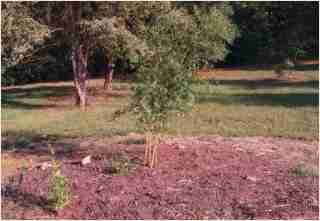 Bamboo - Phyllostachys aureosulcata Spectabilis First year growth photo