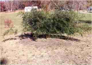 Bamboo - Phyllostachys aureosulcata Spectabilis Second year growth photo