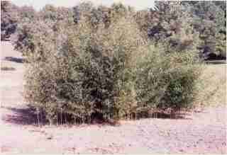 Bamboo - Phyllostachys aureosulcata Spectabilis Third year growth photo