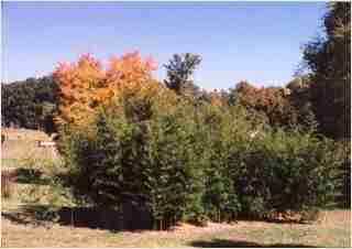 Bamboo - Phyllostachys aureosulcata Spectabilis Fourth year growth photo