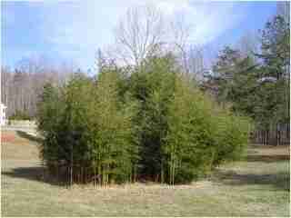 Bamboo - Phyllostachys aureosulcata Spectabilis Fifth year growth photo
