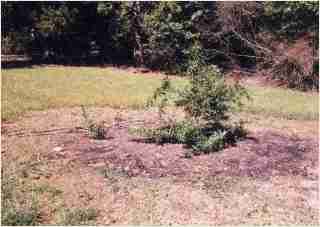 Bamboo - Phyllostachys bissetii  David Bisset First year growth photo