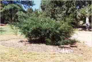 Bamboo - Phyllostachys bissetii  David Bisset Second year growth photo