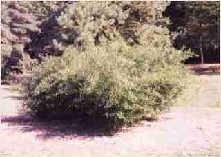 Bamboo - Phyllostachys bissetii  David Bisset Third year growth photo