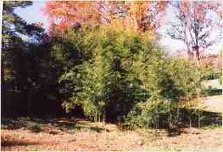 Bamboo - Phyllostachys bissetii  David Bisset Fourth year growth photo