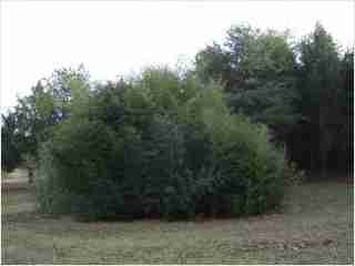 Bamboo - Phyllostachys bissetii  David Bisset Fifth year growth photo