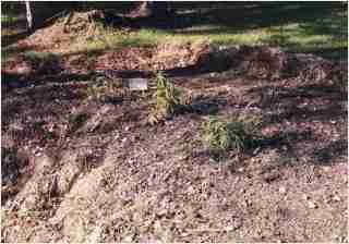 Bamboo - Pleioblastus viridistriatus Dwarf Greenstripe First year growth photo