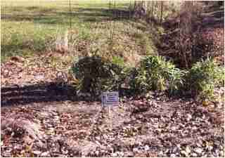 Bamboo - Pleioblastus viridistriatus Dwarf Greenstripe Second year growth photo