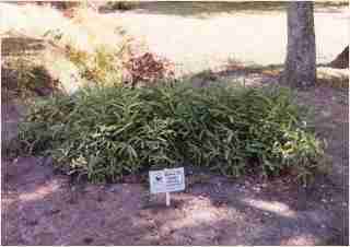 Bamboo - Pleioblastus viridistriatus Dwarf Greenstripe Third year growth photo