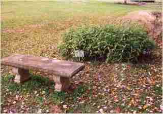 Bamboo - Pleioblastus viridistriatus Dwarf Greenstripe Fourth year growth photo