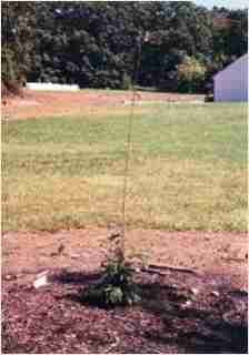 Bamboo - Semiarundinaria fastuosa  Narihira Bamboo First year growth photo