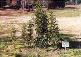 Bamboo - Semiarundinaria fastuosa  Narihira Bamboo Second year growth photo