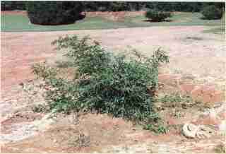 Bamboo - Phyllostachys bambusoides Allgold Second year growth photo
