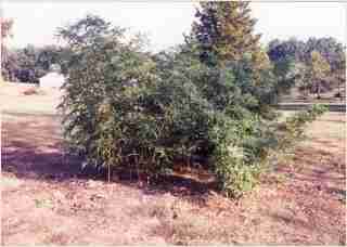 Bamboo - Phyllostachys bambusoides Allgold Third year growth photo