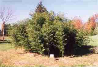Bamboo - Phyllostachys bambusoides Allgold Fourth year growth photo
