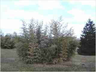 Bamboo - Phyllostachys bambusoides Allgold Fifth year growth photo
