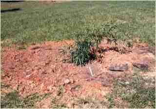 Bamboo - Phyllostachys makinoi First year growth photo