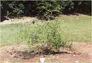 Bamboo - Phyllostachys makinoi Second year growth photo