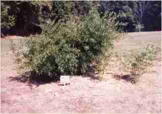 Bamboo - Phyllostachys makinoi Third year growth photo