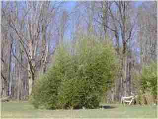 Bamboo - Phyllostachys makinoi Fourth year growth photo