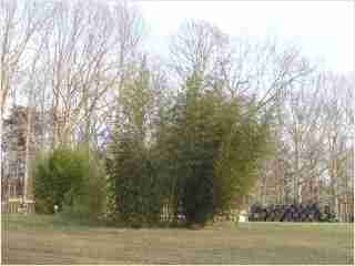 Bamboo - Phyllostachys makinoi Fifth year growth photo