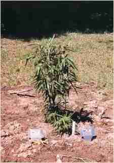 Bamboo - Pseudosasa japonica 'Tsutsumiana' Green Onion First year growth photo