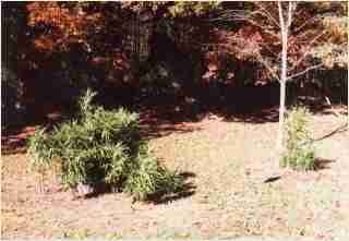 Bamboo - Pseudosasa japonica 'Tsutsumiana' Green Onion Second year growth photo