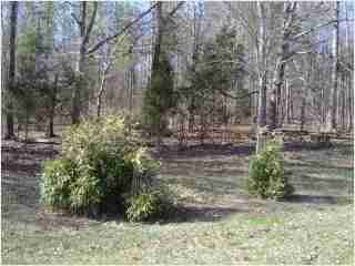 Bamboo - Pseudosasa japonica 'Tsutsumiana' Green Onion Third year growth photo