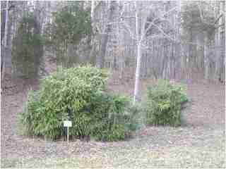 Bamboo - Pseudosasa japonica 'Tsutsumiana' Green Onion Fourth year growth photo