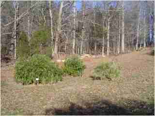 Bamboo - Pseudosasa japonica 'Tsutsumiana' Green Onion Fifth year growth photo