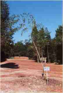 Bamboo - Phyllostachys edulis Moso 'Anderson clone' First year growth photo