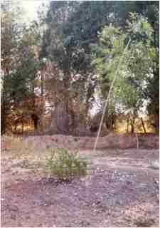 Bamboo - Phyllostachys edulis Moso 'Anderson clone' Second year growth photo