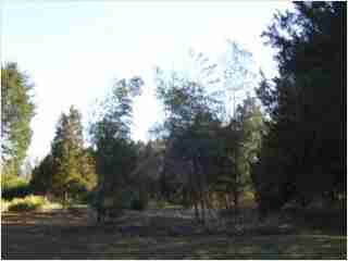 Bamboo - Phyllostachys edulis Moso 'Anderson clone' Fourth year growth photo