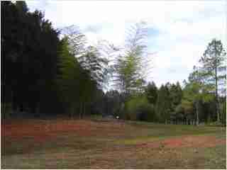 Bamboo - Phyllostachys edulis Moso 'Anderson clone' Fifth year growth photo