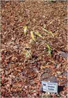 Bamboo - Indocalamus tessellatus   First year growth photo