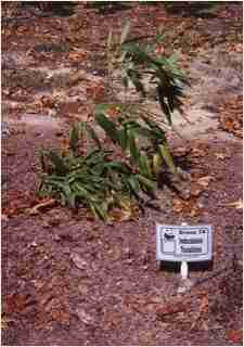 Bamboo - Indocalamus tessellatus   Second year growth photo