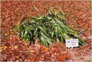 Bamboo - Indocalamus tessellatus   Third year growth photo