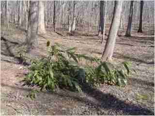 Bamboo - Indocalamus tessellatus   Fourth year growth photo