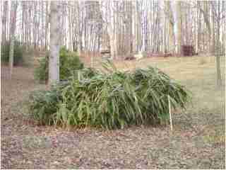 Bamboo - Indocalamus tessellatus   Fifth year growth photo