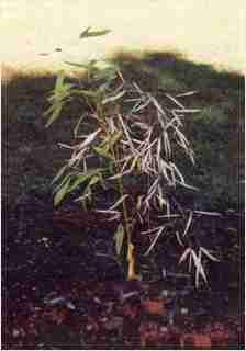 Bamboo - Phyllostachys viridis Houzeau First year growth photo
