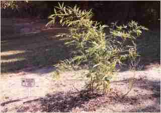 Bamboo - Phyllostachys viridis Houzeau Second year growth photo