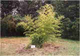 Bamboo - Phyllostachys viridis Houzeau Third year growth photo