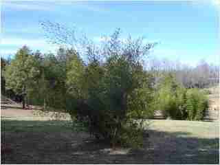 Bamboo - Phyllostachys viridis Houzeau Fourth year growth photo