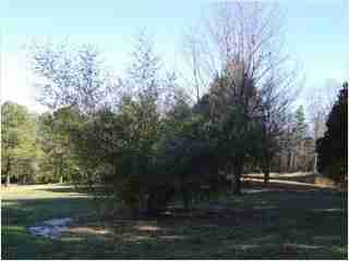 Bamboo - Phyllostachys viridis Houzeau Fifth year growth photo