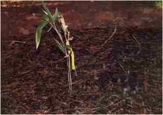 Bamboo - Indocalamus Solidus First year growth photo