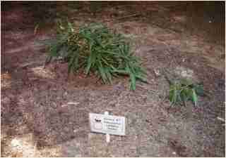 Bamboo - Indocalamus Solidus Second year growth photo