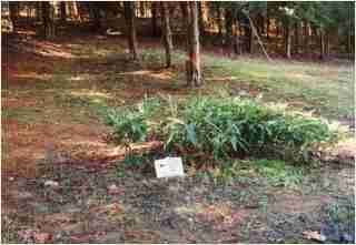 Bamboo - Indocalamus Solidus Third year growth photo