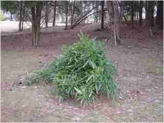 Bamboo - Indocalamus Solidus Fourth year growth photo